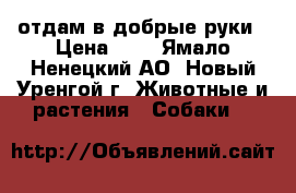 отдам в добрые руки › Цена ­ 0 - Ямало-Ненецкий АО, Новый Уренгой г. Животные и растения » Собаки   